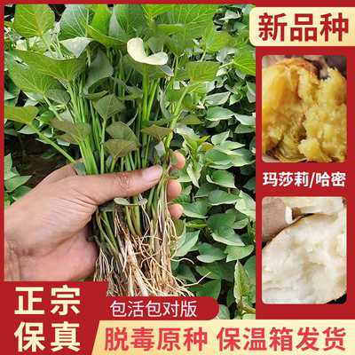 新品种玛莎莉哈密冰淇淋红薯苗