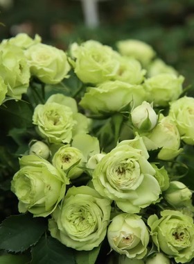 可爱 绿欧月法国月季花苗 切花多头玫瑰绿色勤花抗病灌木四季开花