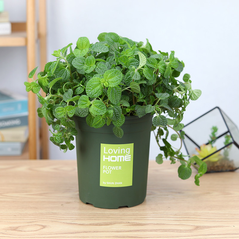 吸毒草绿植小盆栽办公室内桌面花卉防辐射吸味吸甲醛|msdalam kategori penghantaran bunga/bunga simulasi/tumbuhan berkebun, bunga/Tumbuh-tumbuhan tumbuh-tumbuhan pasu (baru), tumbuh-tumbuhan hijau - dari Buy2taobao.com untuk memberikan perkhidmatan ejen Taobao profesional membeli