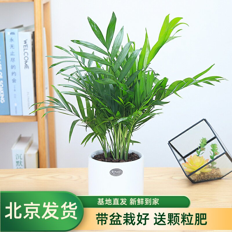 袖珍椰子绿植小盆栽水培花卉植物办公室内盆景吸甲醛包邮