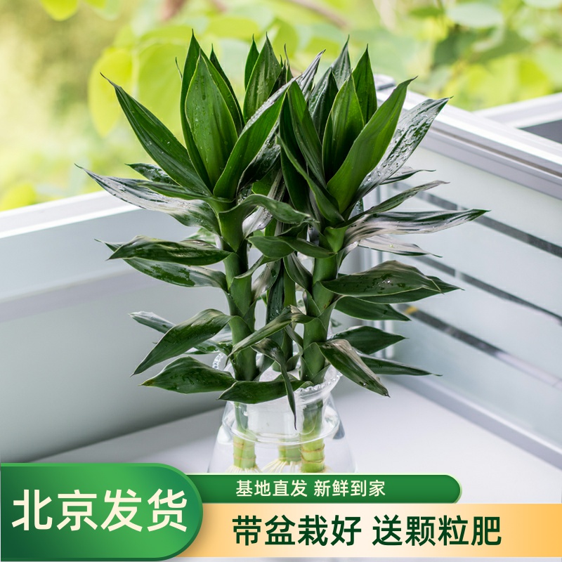 荷花竹观音竹水培富贵竹