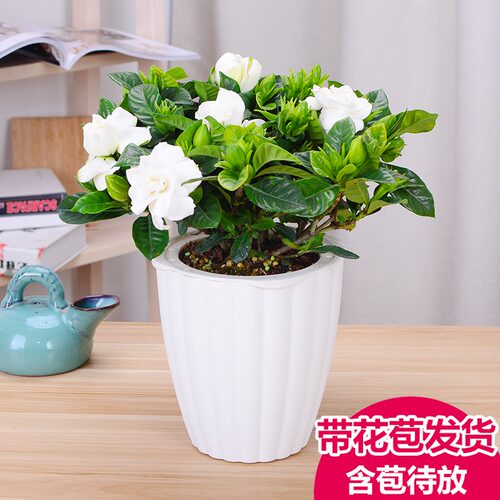 重瓣栀子花盆栽带花苞开花