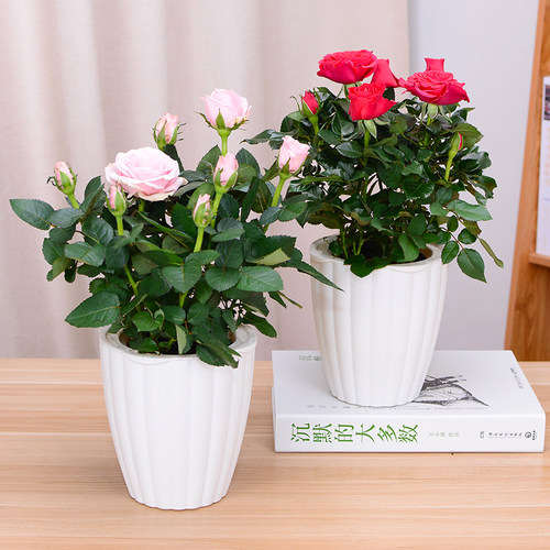 迷你玫瑰花盆栽带花苞庭院阳台