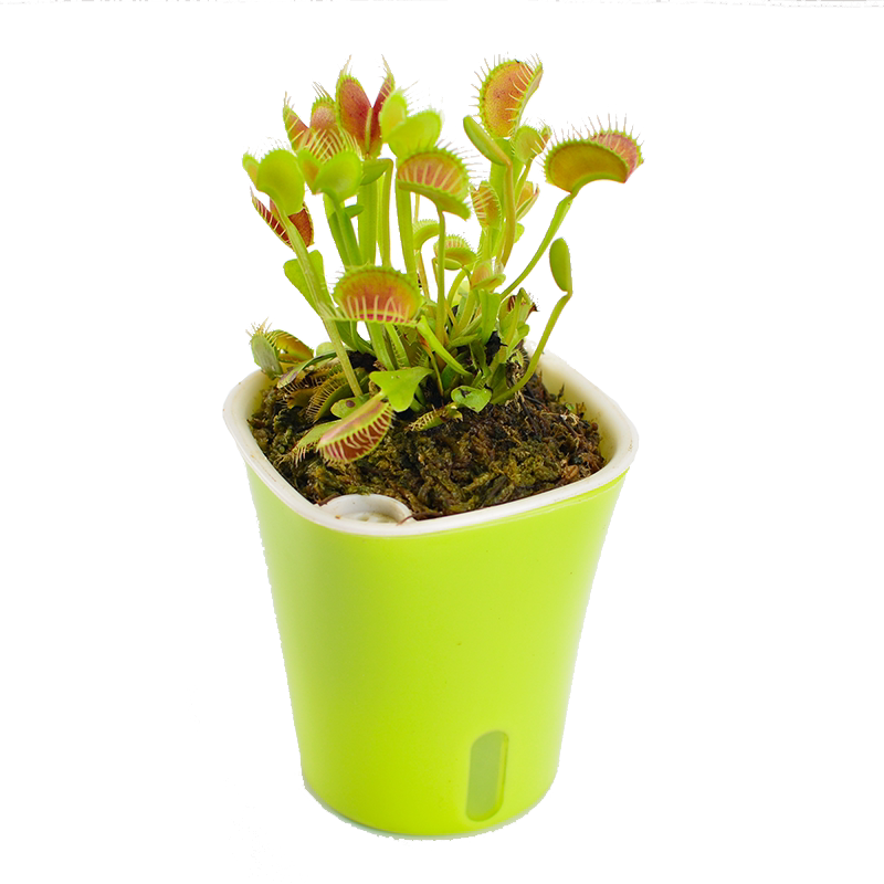 捕蝇草盆栽蜘蛛花市食虫草盆栽植物室内食人花绿植多肉植物