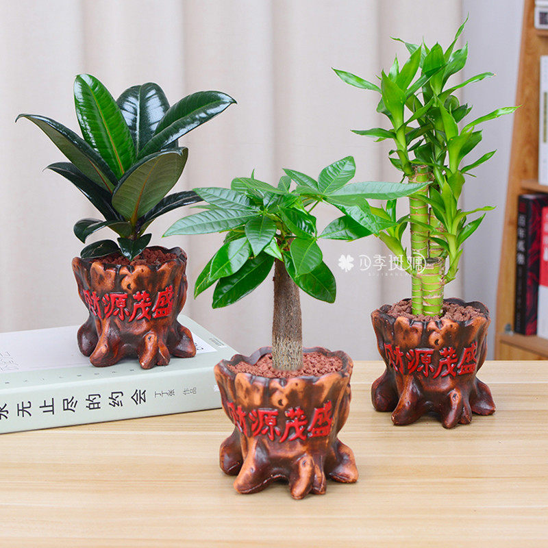 发财树盆栽花卉栀子花植物绿萝富贵竹文竹客厅办公室内绿植小盆景在类目 鲜花速递/花卉仿真/绿植园艺, 花卉/绿植盆栽（新）, 绿植中 - 来自Buy2taobao.com提供专业的淘宝代购服务