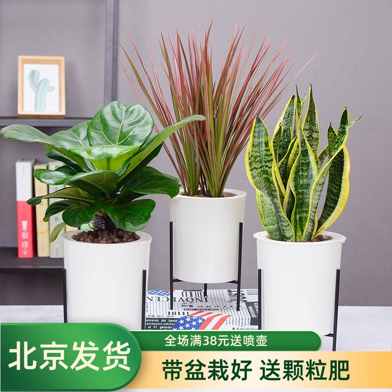 琴叶榕千年木橡皮树虎皮兰龟背竹室内ins北欧风盆栽绿植花卉水培|msdalam kategori penghantaran bunga/bunga simulasi/tumbuhan berkebun, bunga/Tumbuh-tumbuhan tumbuh-tumbuhan pasu (baru), tumbuh-tumbuhan hijau - dari Buy2taobao.com untuk memberikan perkhidmatan ejen Taobao profesional membeli