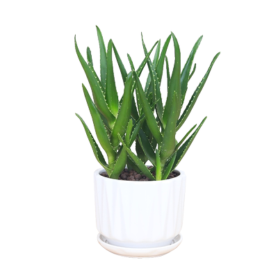 美人芦荟盆栽办公室桌面绿植