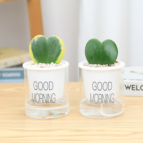 心形多肉植物价格 心形多肉植物图片 星期三