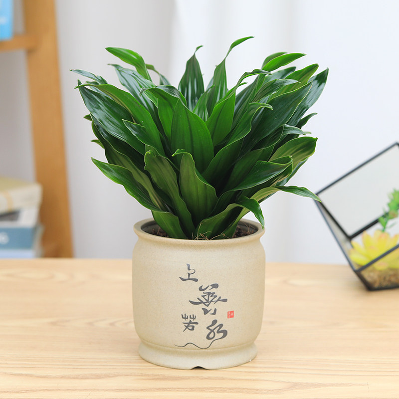 太阳神水培小盆栽绿植花卉办公桌防辐射桌面植物|ruв категории доставка цветов/цветок моделирования/растения садоводства, цветок/растения в горшках (новый), растения - от Buy2taobao.com для оказания профессиональной услуги покупки агента Taobao