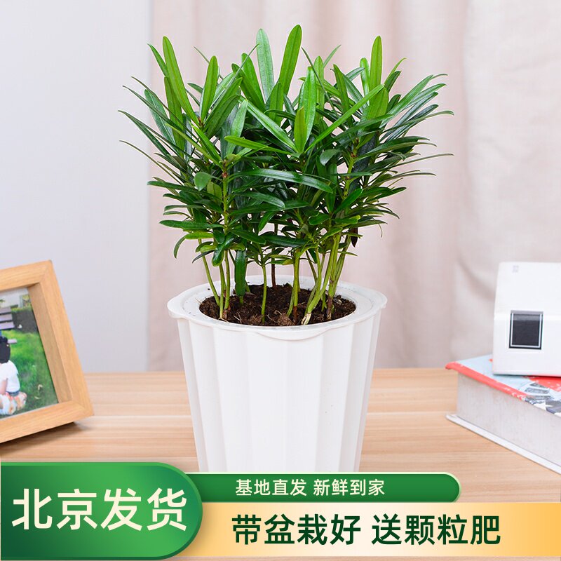 罗汉松盆栽绿植花卉盆栽办公室内客厅植物花卉吸甲醛