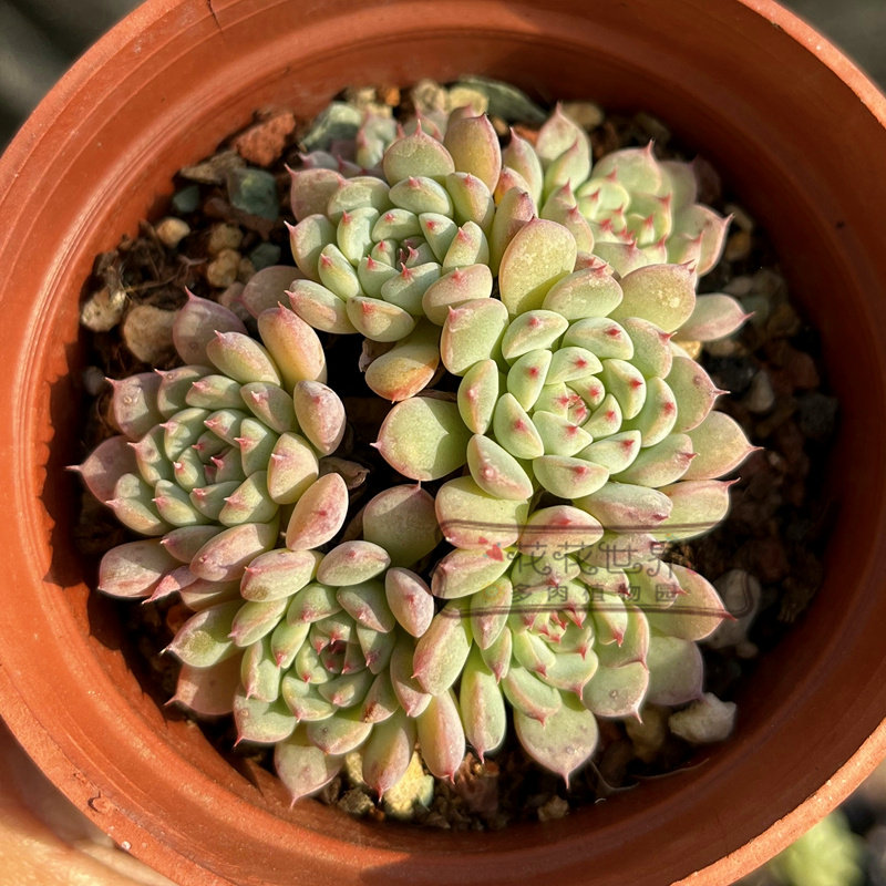 花花世界多肉 蓝姬莲群生多头易爆盆新手养肉办公室窗台盆栽绿植