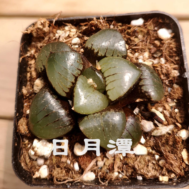 樱水晶玉扇爱心粉雪花影寿康平 玉露十二卷属办公室桌面带盆发货