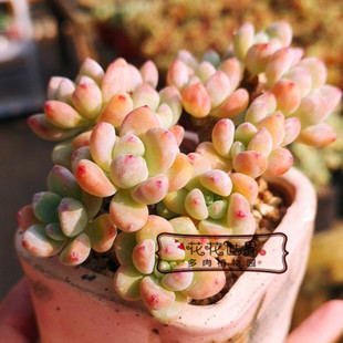 花花世界多肉 罗琦小老桩 果冻劳尔老桩 群生香味多肉 大棚实拍