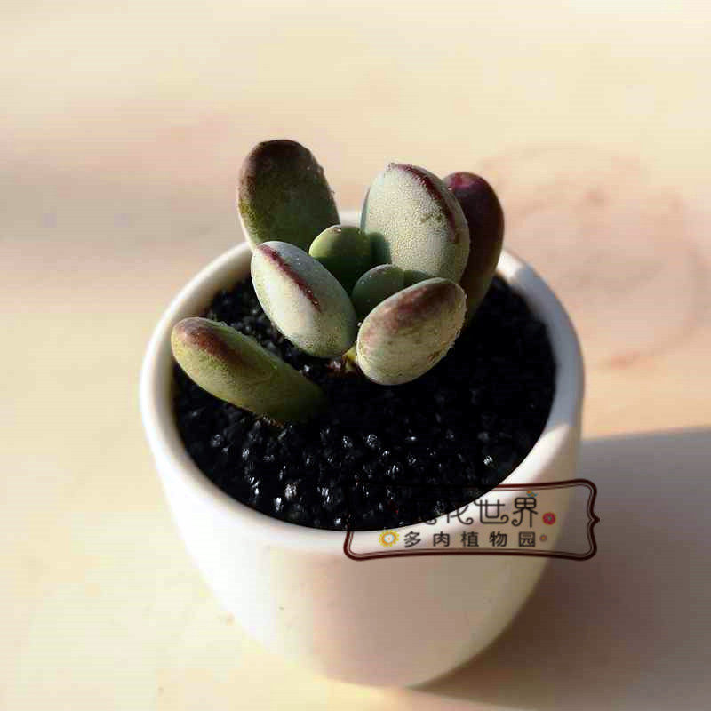 花花世界 乒乓福娘 多肉植物新手多肉 组合盆栽防辐射净化空气