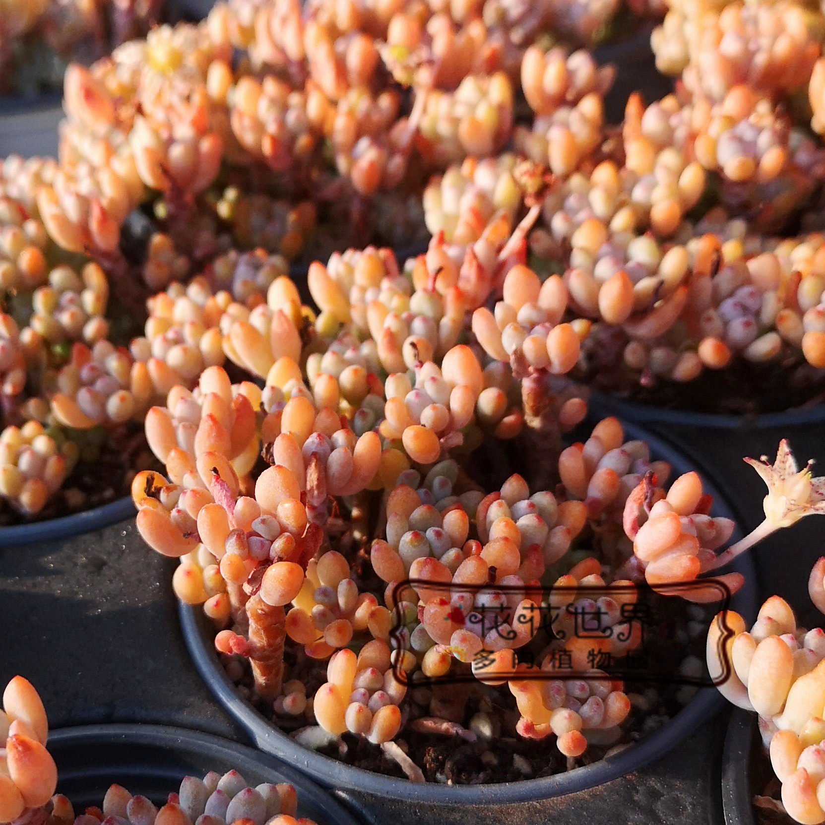 花花世界多肉绿豆粉豆群生老桩新手养肉桌面阳台绿植盆栽带盆发货