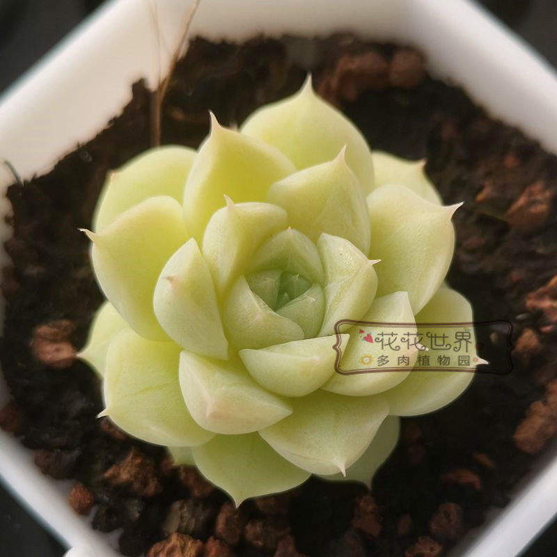 花花世界多肉 正版白体女王玫瑰精品月影系杂交新品暗纹果冻色