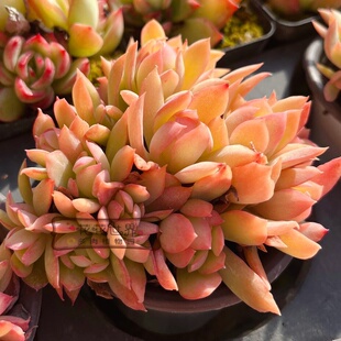 多肉植物 绮罗缀化群生粉色植物新手养肉窗台桌面阳台绿植盆栽