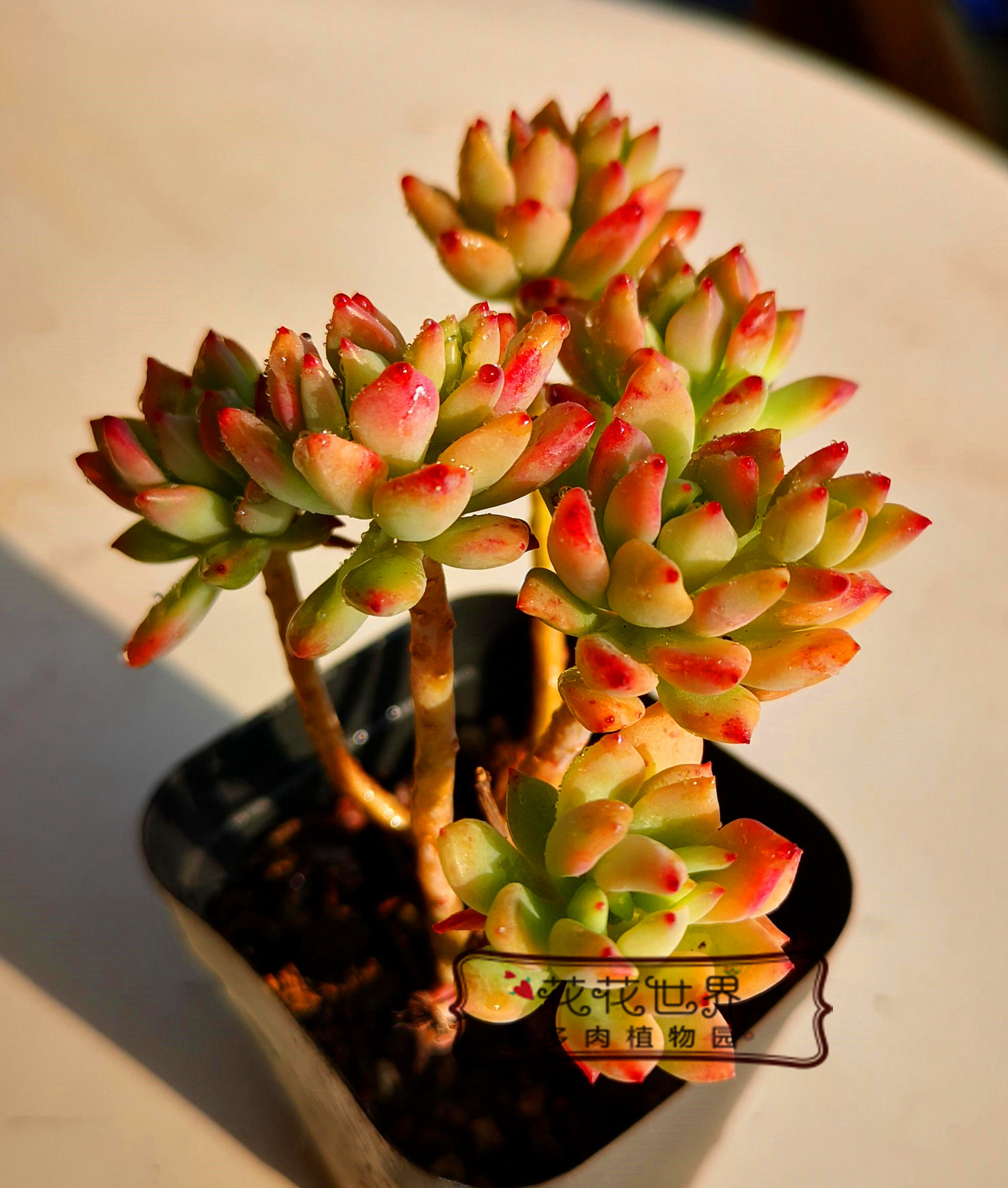 花花世界多肉植物 小美女 群生小老桩新手养肉办公室阳台花卉绿植