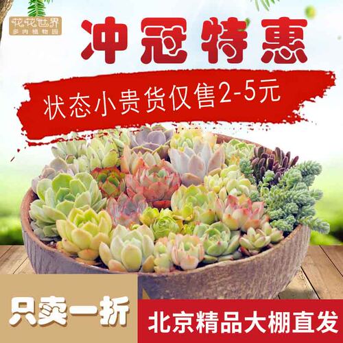 多肉植物奶酪昂斯诺贝瑞花月夜苯巴月影吉娃娃冰梅奥普姬莲状态 - 封面