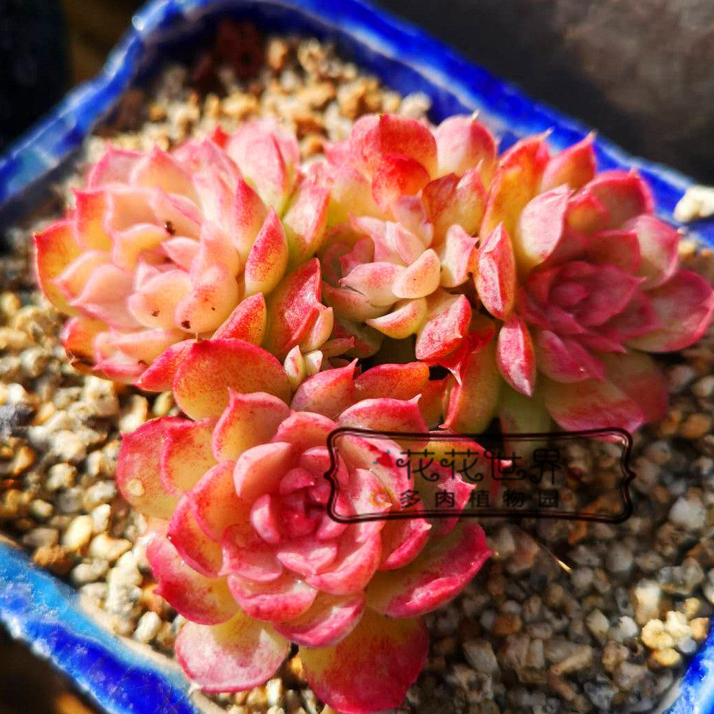 花花世界多肉 朱砂痣仙桃新手推荐多肉植物窗台盆栽绿植拼盘组合