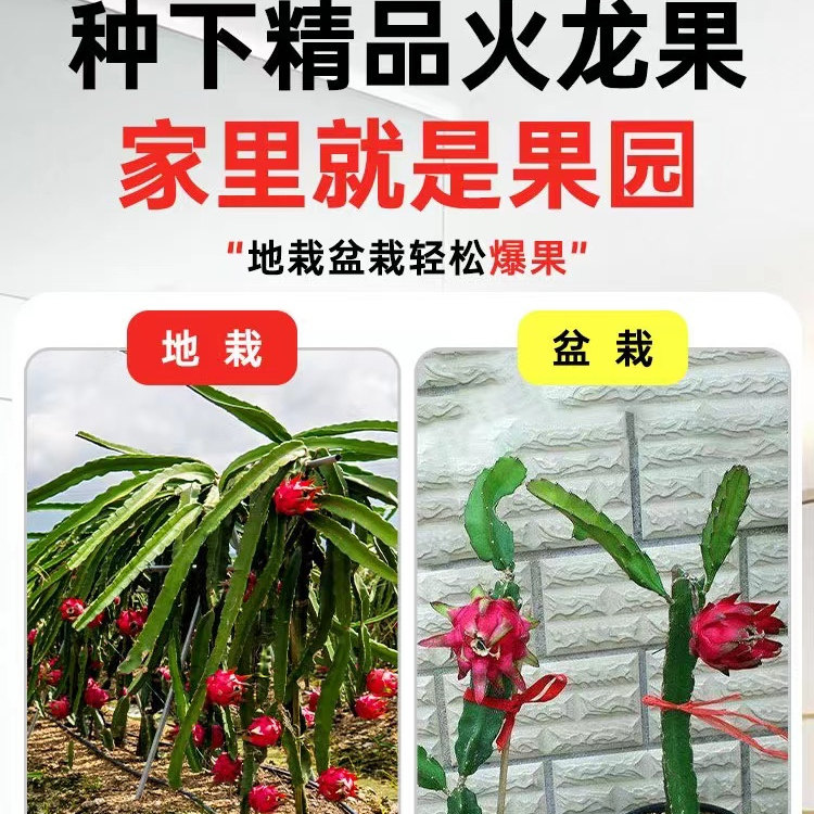 红心白心燕窝火龙果树苗南北四季种植阳台庭院室内外种植当年结果