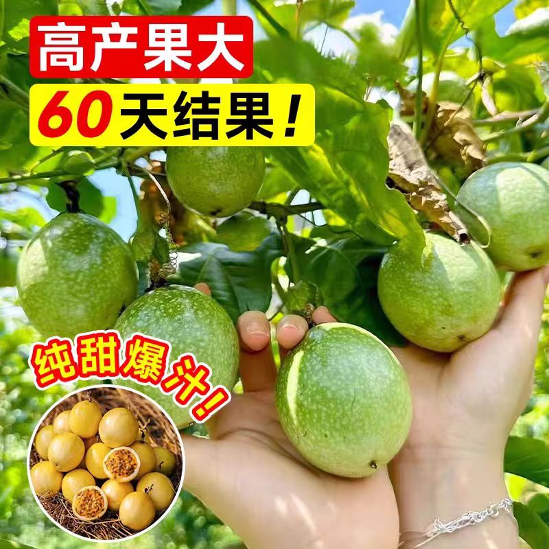 钦蜜9号黄金百香果苗嫁接苗四季图片