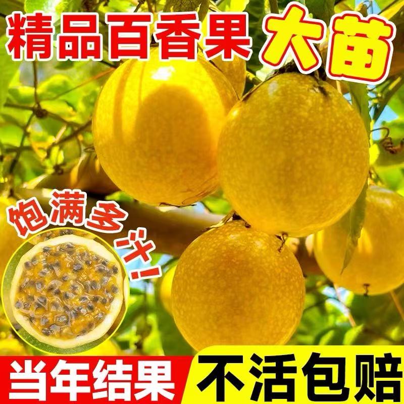 钦蜜9号黄金百香果树果苗