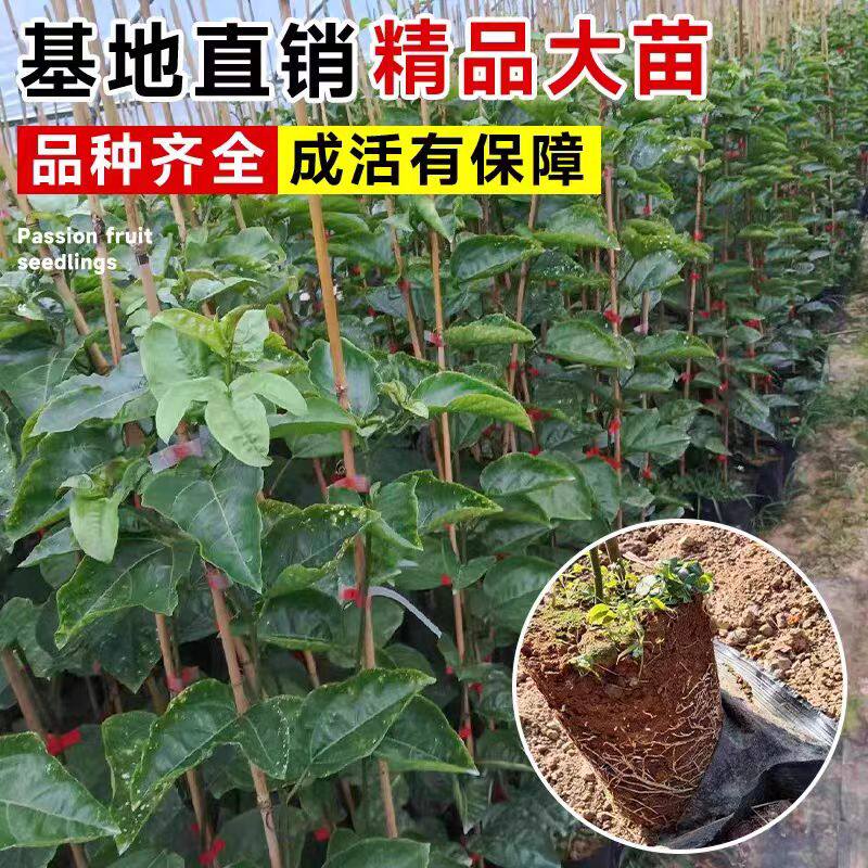 大苗蜜甜黄金9号百香果树苗嫁接苗爬藤当年四季结果阳台盆栽带土