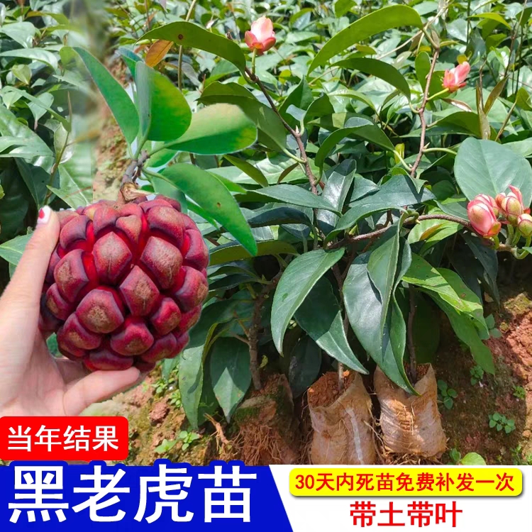 黑老虎树苗布福娜种苗大血藤冷饭团恶魔果实大苗带发货 当年 庭院