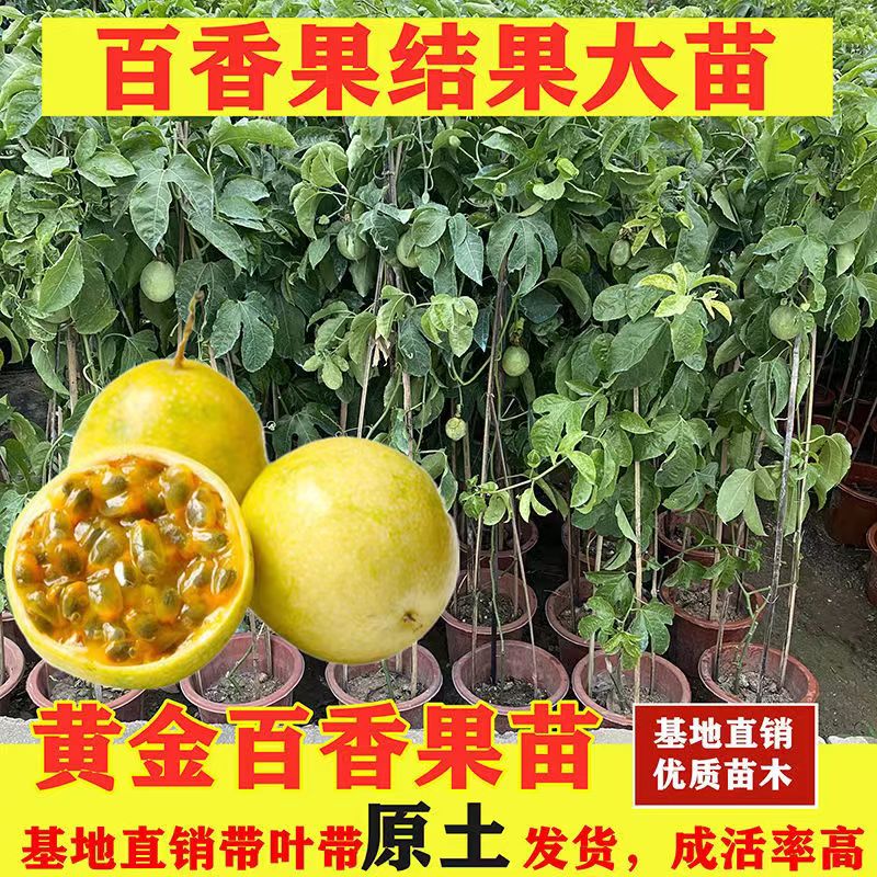 黄金9号黄金百香果树苗嫁接苗四季结果南北方庭院阳台盆栽带土叶