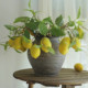 清新森系装 饰仿真柠檬果枝桌面插花客厅餐桌摆件样板间橱窗展示花