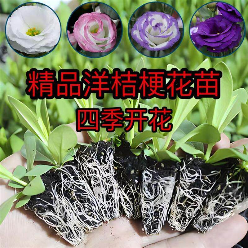 洋桔梗花大苗洋桔梗花盆栽洋桔梗花小苗花苗云南进口花苗洋梗桔