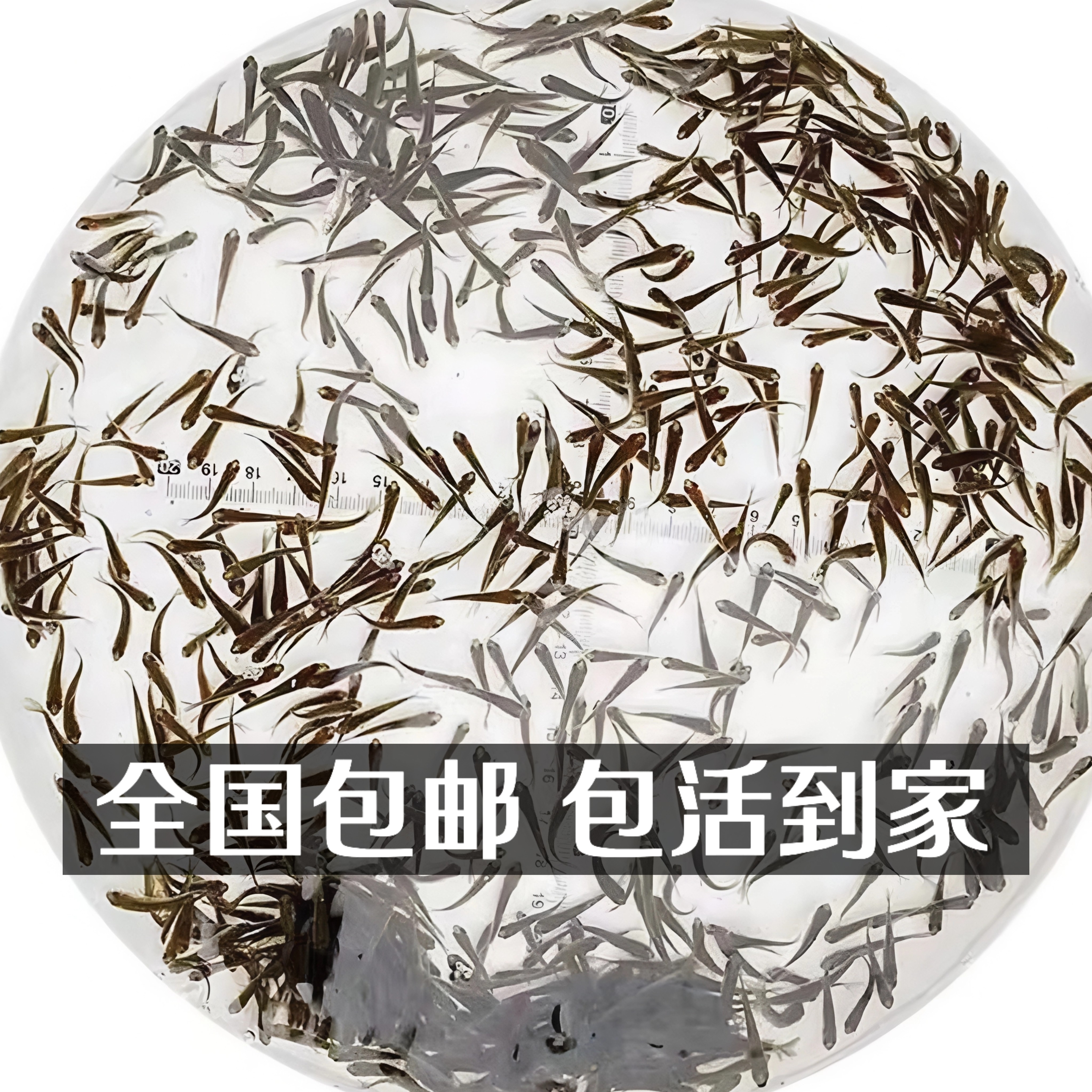 活体饲料鱼大号土鲮鱼小杂鱼苗六角恐龙喂龙鱼喂乌龟鳄龟宠物活饵