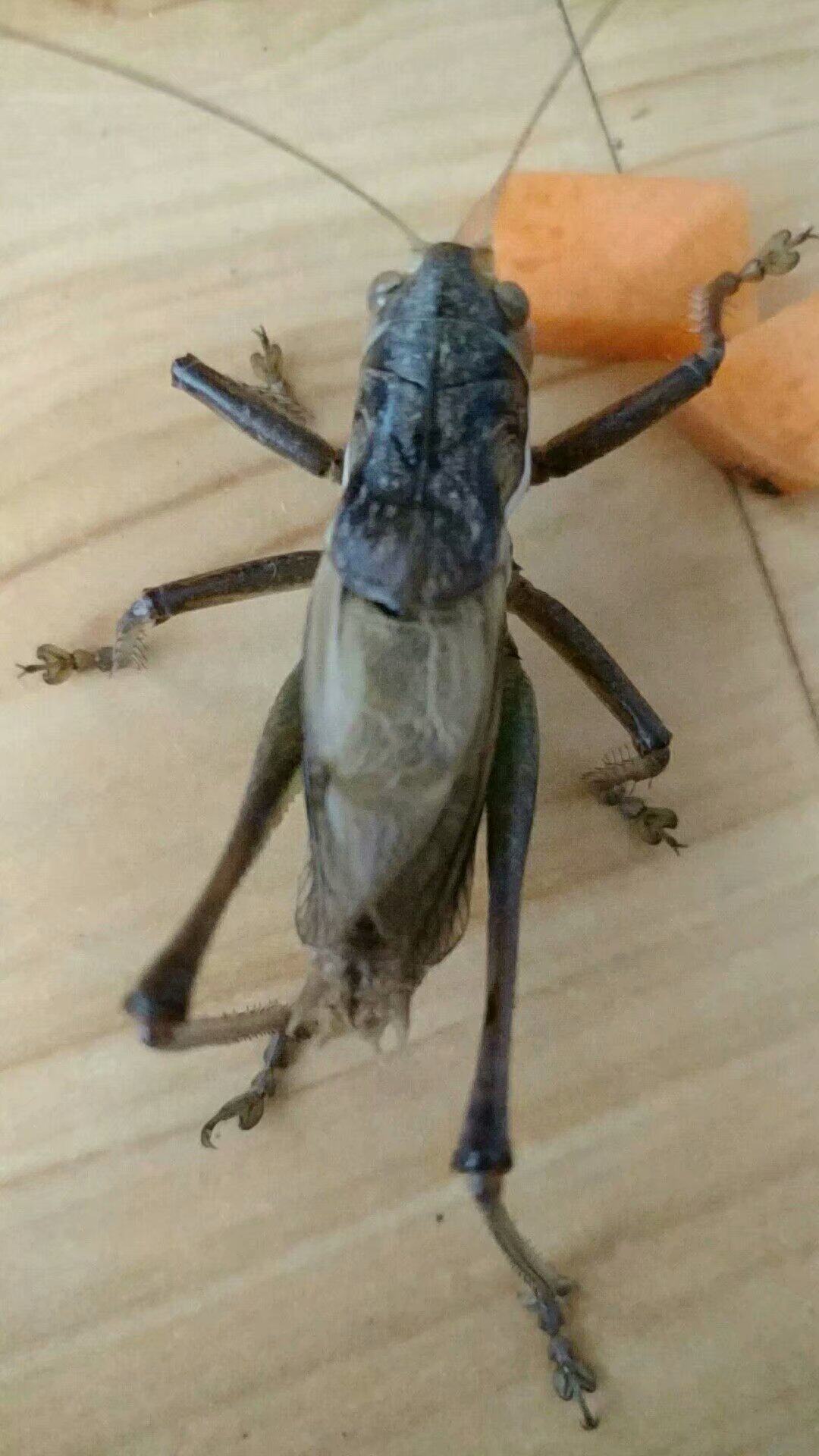 蝈蝈活体 新蜕 大翅蝈蝈 铁皮 山青绿 山东黑 草白 平谷黑