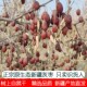 正宗新疆灰枣2025新枣 产地直发原生态带灰带土大个 包邮