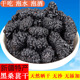 新疆特产黑桑葚干泡水2025新货桑果干净无沙泡酒休闲零食干果
