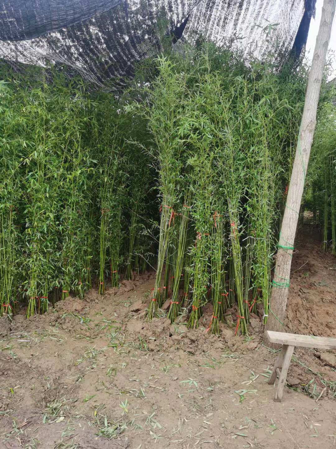 早园竹苗 雷竹苗 刚竹苗 青竹苗 庭院竹子苗四季常青翠竹 竹子根