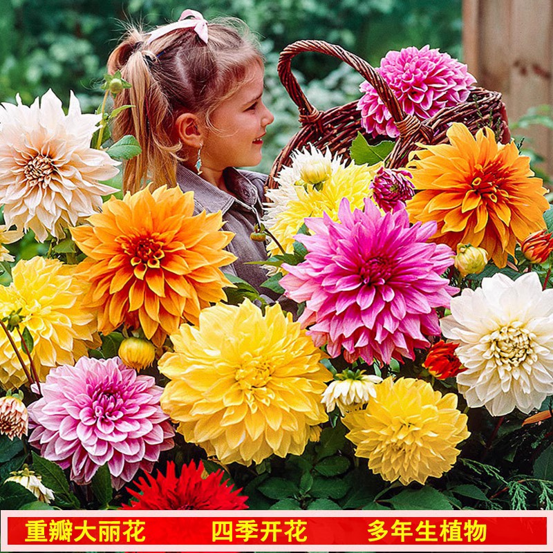 进口大丽花根块大丽菊地瓜花室内外庭院地栽多年生好养花卉植物
