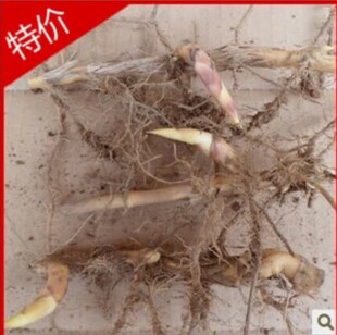 竹子苗 紫竹芽 竹芽头 金镶玉竹 紫竹根 青竹根 竹子 盆栽 佛肚竹