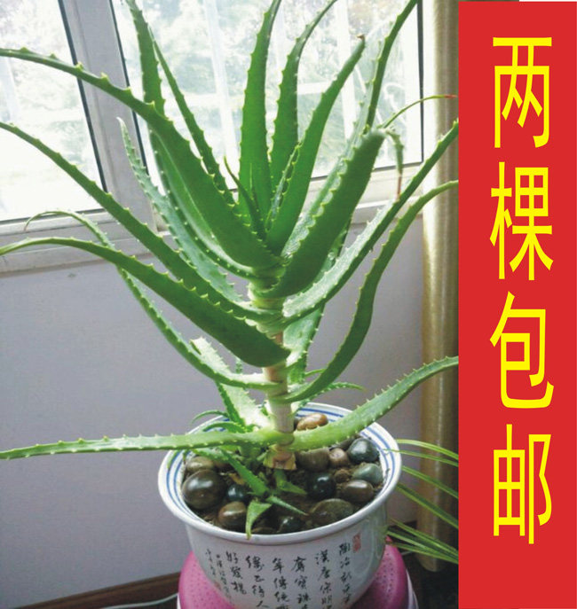 木立芦荟苗盆栽/木剑芦荟/龙爪菊