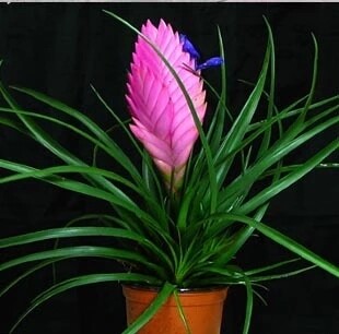 铁兰花 新房阳台室内植物 紫花凤梨盆栽 进化空气 绿植 吸甲醛