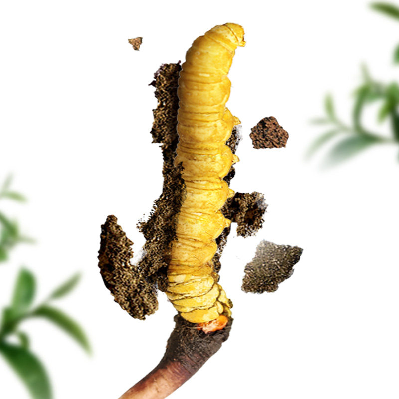 【预售】2026头茬新鲜虫草西藏高海拔冬虫夏草正品虫草官方旗舰店