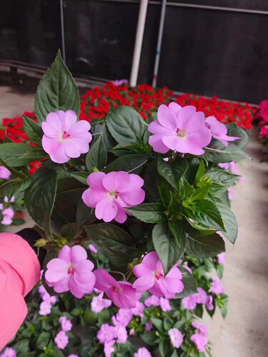 凤仙花阳台庭院四季开花耐晒好养