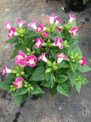2棵包邮夏堇花蝴蝶草花夏季耐热易养活花卉阳台庭院地栽带花发货