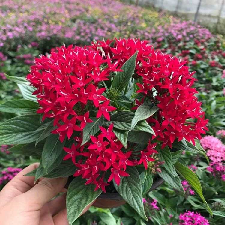 耐晒好养多年生开花不断盆栽包邮