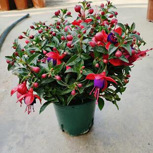 重瓣倒挂金钟花苗灯笼花盆栽室内绿植阳台四季开花带花苞不断花卉