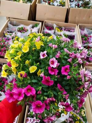 舞春花盆栽垂吊易爆盆庭院花期长