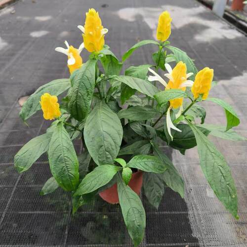 金苞花黄金宝塔盆栽绿植