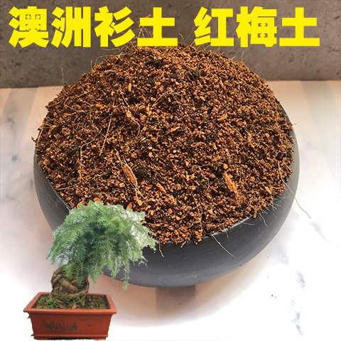红梅种植价格 红梅种植图片 星期三 红梅种植价格 红梅种植图片 星期三