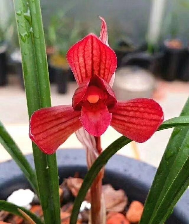 包邮兰花苗浙江自然老种 春兰 【久红】绿植浓香花卉盆景园艺,鲜花速递/花卉仿真/绿植园艺,时令草本花卉,淘宝优惠券,粉丝福利购,淘宝优惠卷